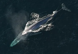 A blue whale (from Wikipedia)