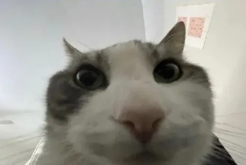 Cat looks inside meme: Jev, told that a dung beetle is a fine example of an insect