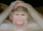 Confused Monkey meme: Same question, other words: Jev lands on the same side 79% of the time