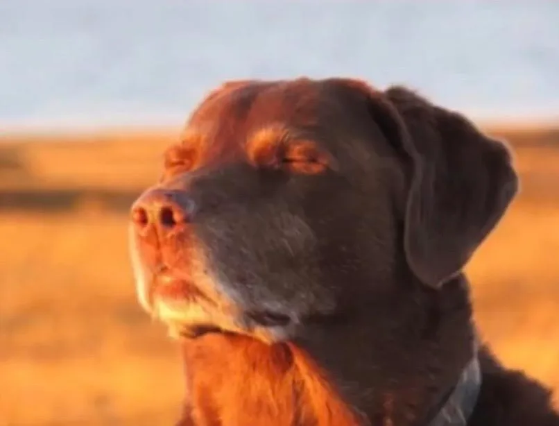 Dog accepting fate meme: When Jev misreads evidence, 60% of the time it just says "can't tell"