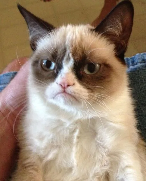 Grumpy Cat meme: Jev handing out the top grade: to 6% of wine notes. The real share: 20%.