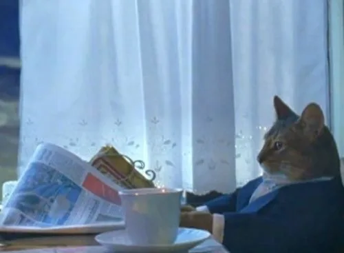 I Should Buy A Boat Cat meme: Jev's idea of living dangerously: 10% of its income in a moderately growing fund