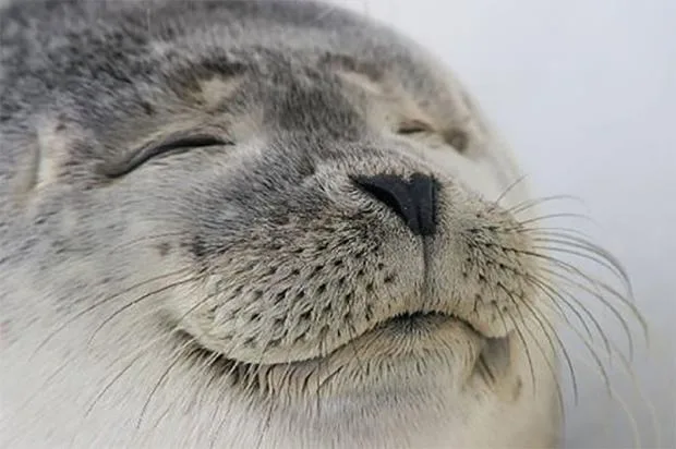 Satisfied Seal meme: Jev when it says 70% and turns out right 76% of the time