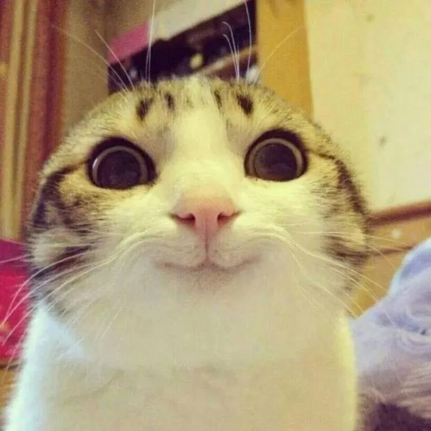 Smiling Cat meme: Jev on "I worry about being abandoned": barely (0.19; people 0.53)