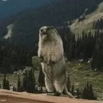Yelling Beaver meme: The writer: that's disgusting. Jev: so you're angry (27% of disgust stories).